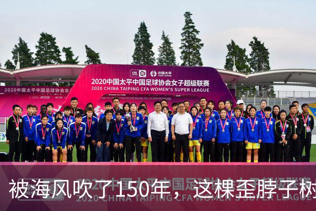 被海风吹了150年，这棵歪脖子树拿下了英国年度树王